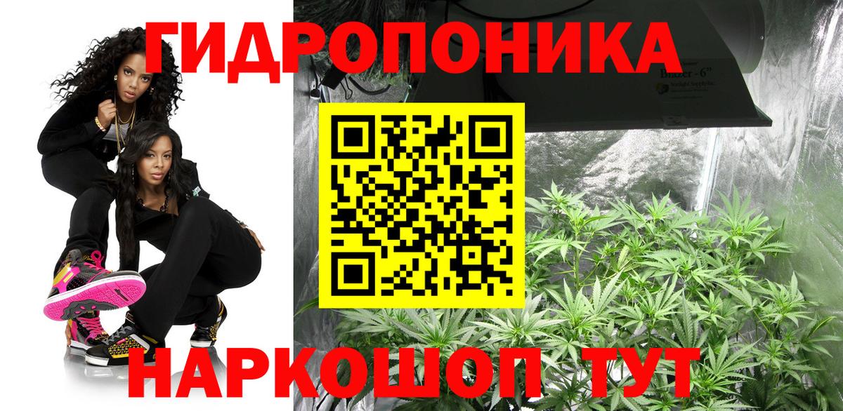 Шишки марихуана сатива Гай